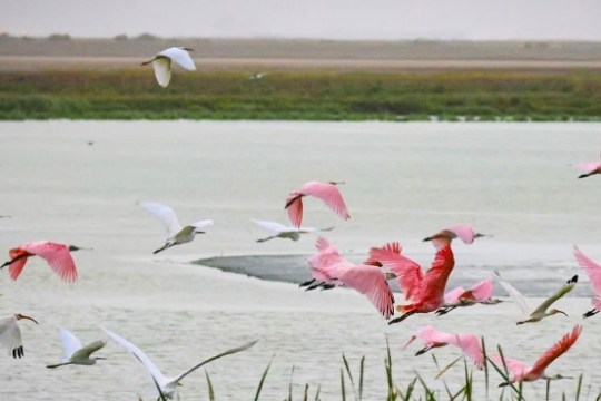 Flock of white and pink birds flying over water with reeds.
