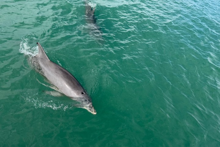 Two dolphins swimming in clear green water.