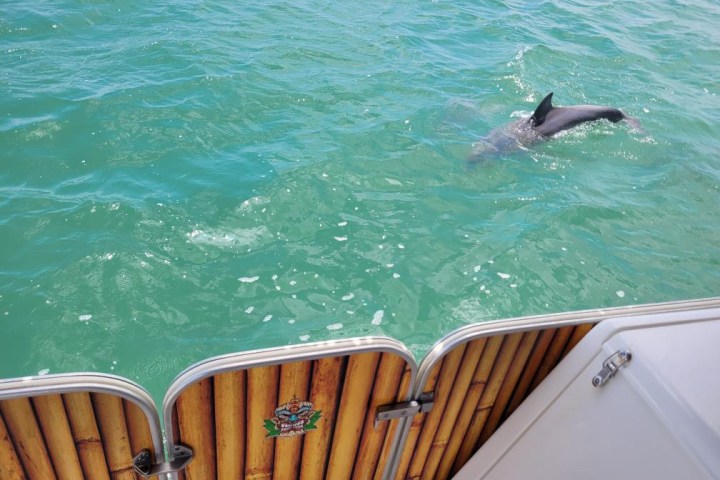 Dolphin swimming near a boat on clear turquoise water.