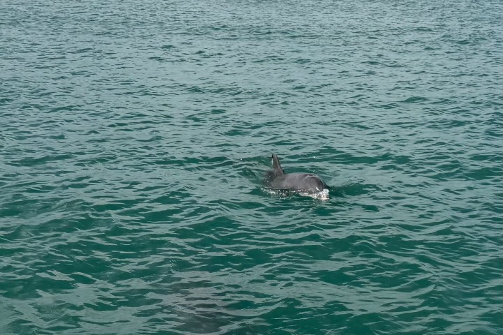 Dolphin swimming near a pier on a cloudy day.