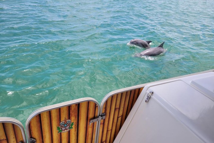 Two dolphins swimming near a boat with a bamboo railing.
