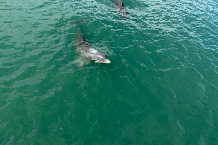 Two dolphins swimming in clear green ocean water.