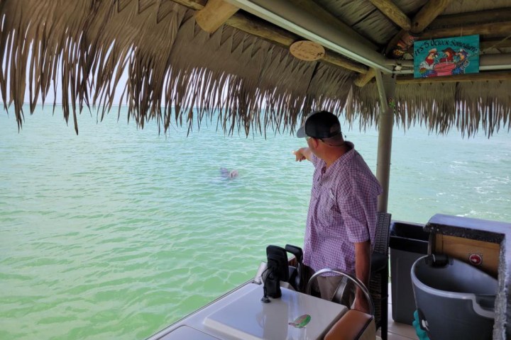 Man on a boat pointing at the water under a thatched roof, with a dolphin visible in the water.