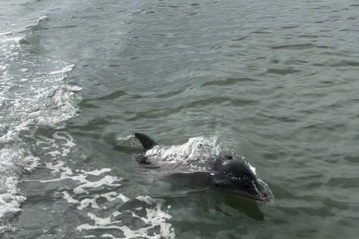 A dolphin swimming near a boat in calm waters.