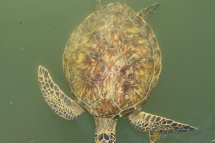 Turtle swimming in green water, visible from above with patterned shell and flippers.