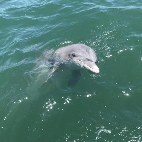 an animal swimming in the water