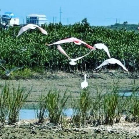 a flock of seagulls flying over a body of water