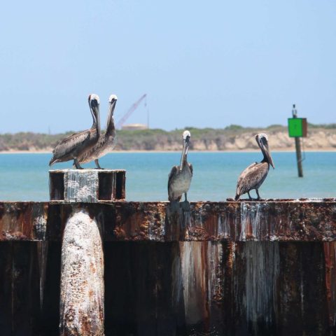a flock of birds sitting on top of a wooden fence