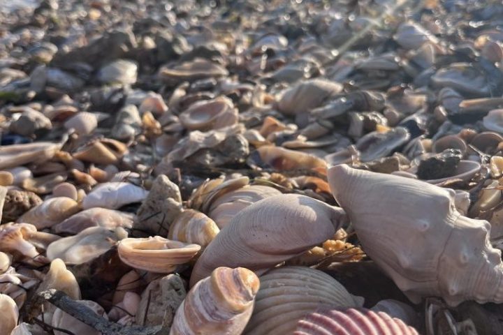 Close-up of diverse seashells on a sandy beach with the ocean in the background.