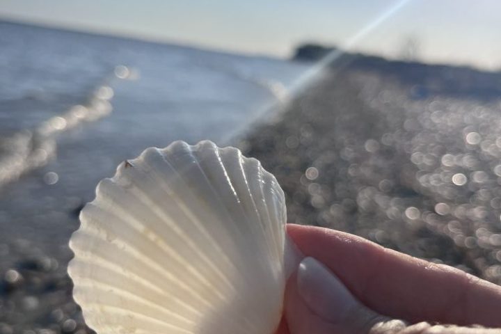 Hand holding a white seashell on a sunny beach with blurred water and pebbles in background.