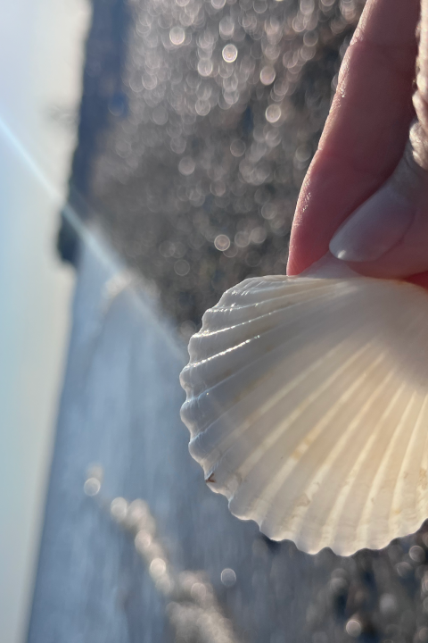 Hand holding a white seashell on a sunny beach with blurred water and pebbles in background.