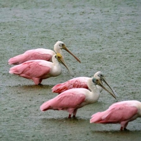 Five roseate spoonbills standing in water, facing left.