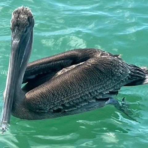 A brown pelican floats on calm green water.
