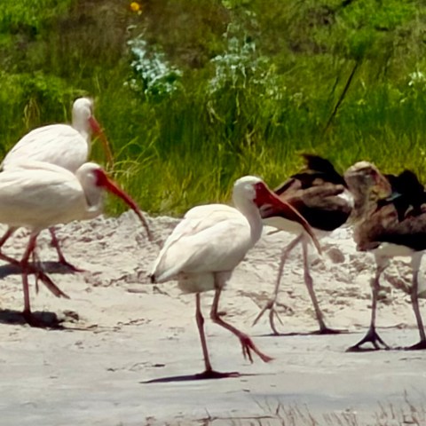 White and brown ibises walking on sandy ground with green grass in background.