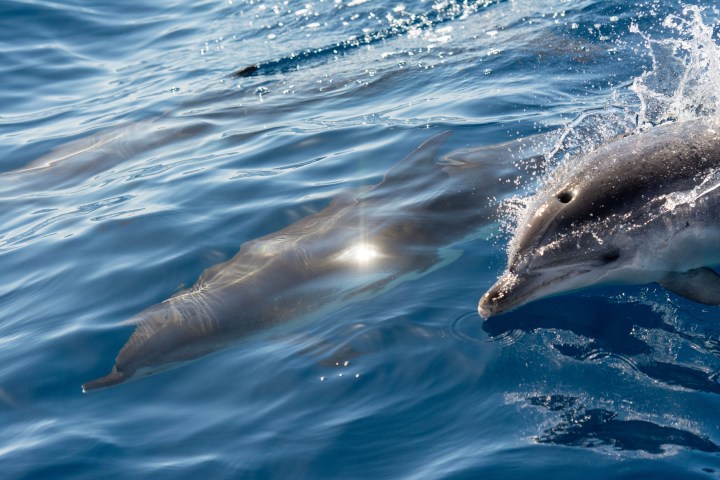 Two dolphins swimming in clear blue water.