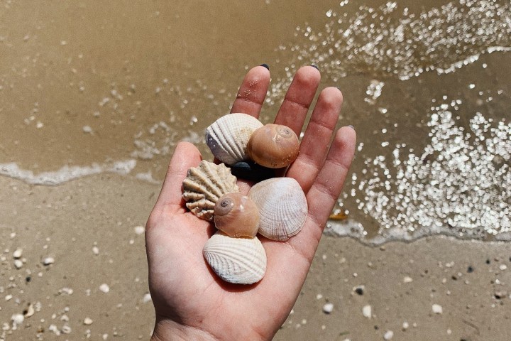 Hand holding assorted seashells with beach in background.