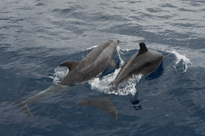 Two dolphins swimming in the ocean with dorsal fins visible.