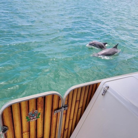 Two dolphins swimming near a boat in clear blue water.