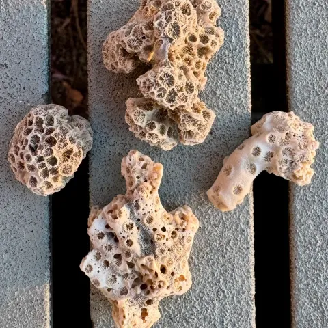 Four pieces of beige coral with intricate holes on a bench.
