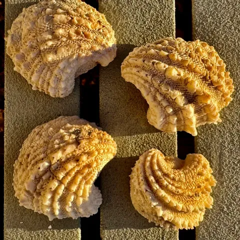 Four textured, beige sea shells on a slatted wooden surface.
