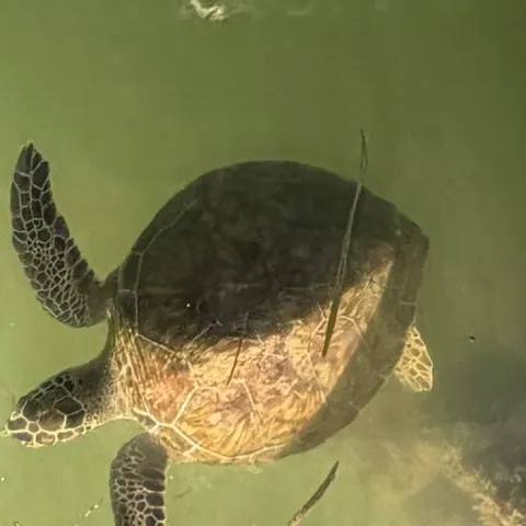 Sea turtle swimming underwater with sunlight filtering through.